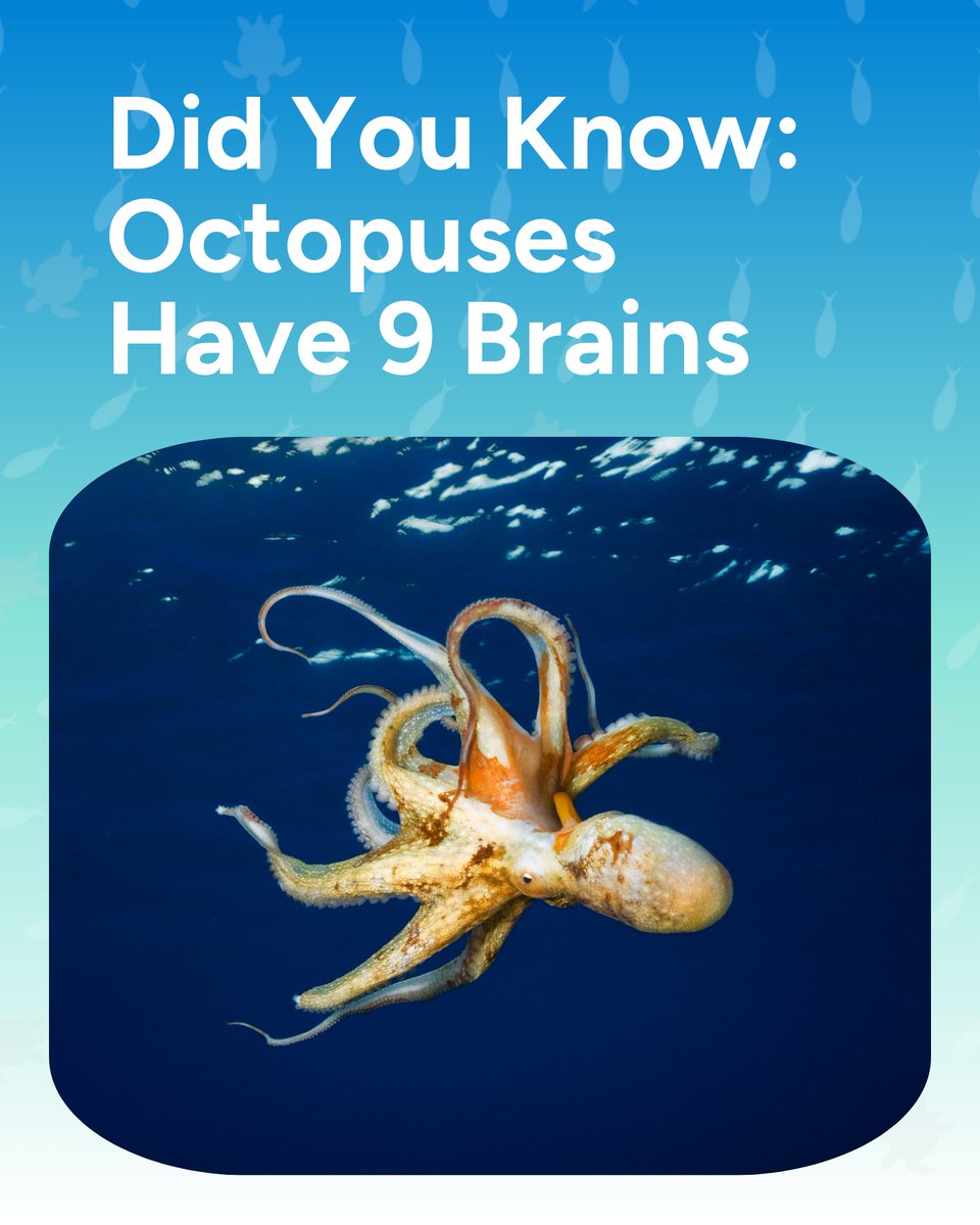 Wave_Browser's tweet image. Octopuses have 9 brains. 🧠 Eight for their arms, one central brain to tie it all together. Proof that the ocean is full of wonders we’re still learning about.
#DidYouKnow #OceanFacts #WaveBrowser #Octopus #OctopusFacts #FunFact