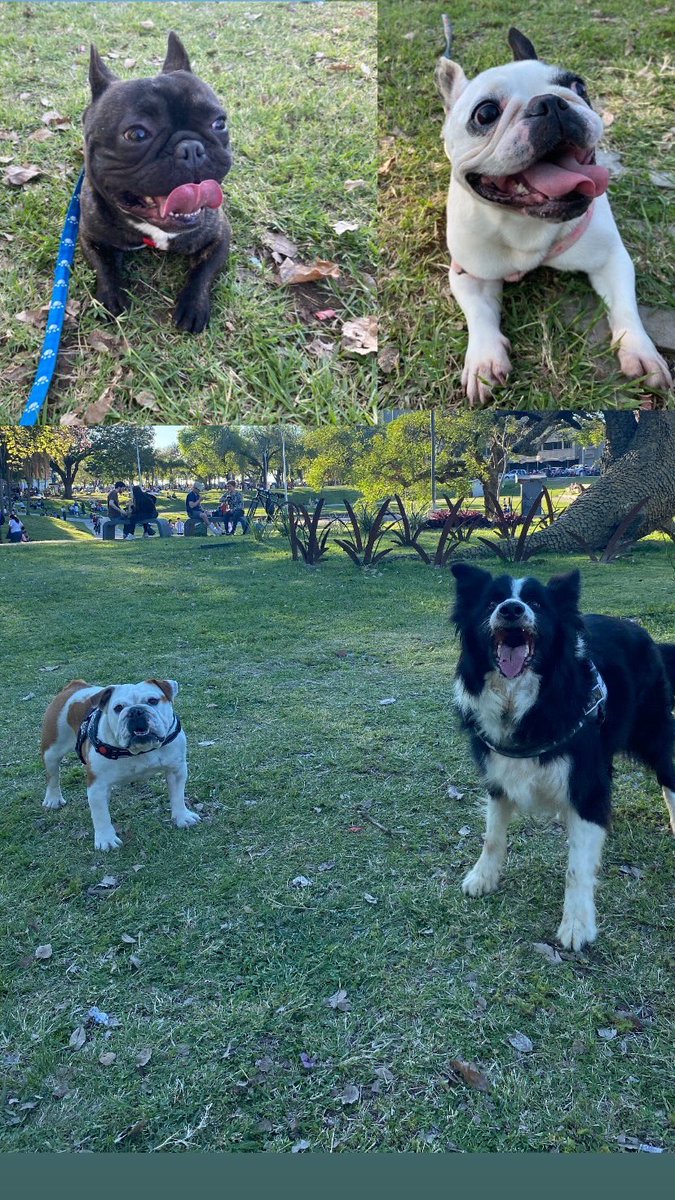 Subo esta foto a Instagram y una amiga me contesta “ más careta tus perros”. Mis amistades cargan una mala onda y envidia ( de que ? No lo sé, si cargo una miseria). Poquito loca anda la gente