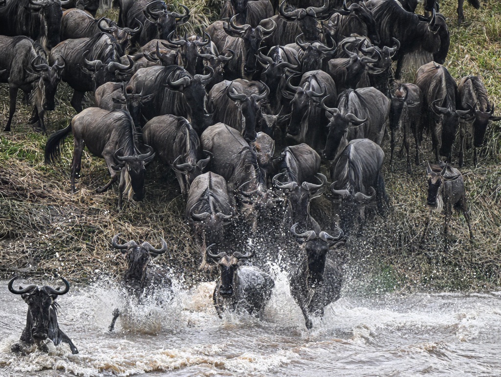 ParamClicks's tweet photo. Crossing Destiny! Against all odds, wildebeest surge across the Mara River in Tanzania as part of their annual Great Migration.(2025-08-26) #BBCWildlifePOTD #ThePhotoHour #IndiAves #naturephotography #migration #wildebeest #serengeti #marariver https://t.co/4Od5Dx4DyJ