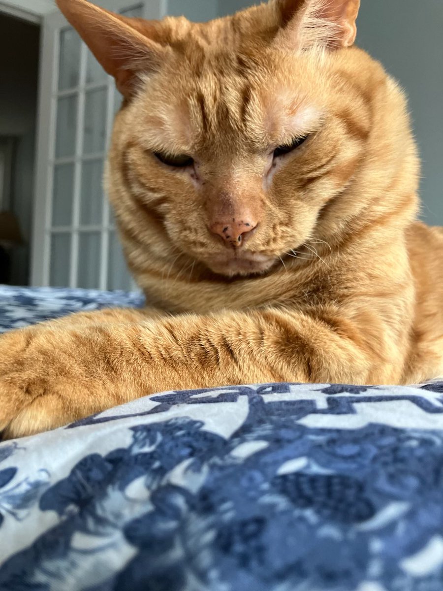 Sarah Scully tweet media