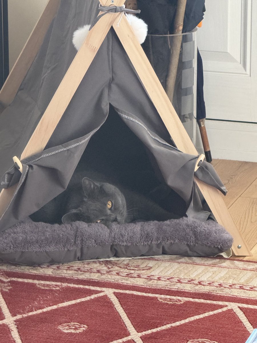 Hello pals, how comfy am I? 😻💜