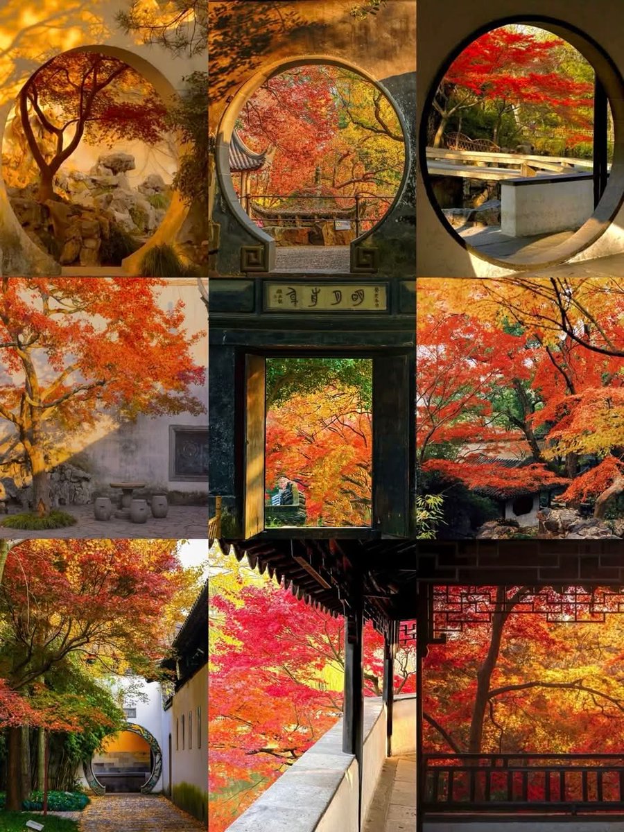 这个秋天，来苏州看一场浪漫的红枫吧！#大美中国