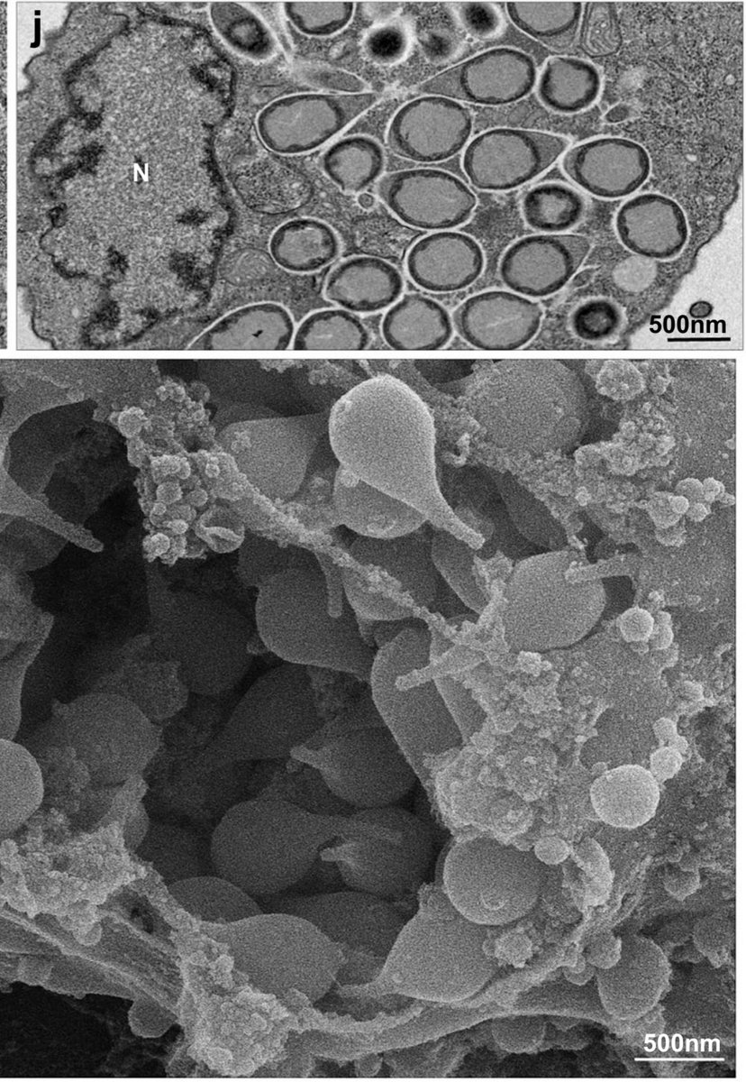 Jaime E. Castellanos tweet media