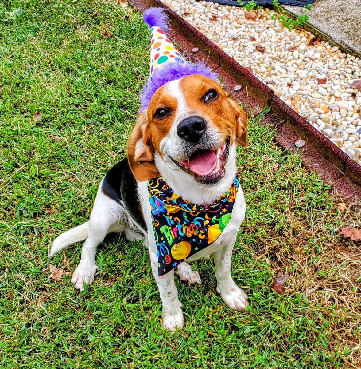 TiffanyNGroce72's tweet image. It&apos;s my 1st birthday today! 🎂🎁🎉 My mom and dad took me to the pet store and bought me a bunch of treats and two new toys. Mom also bought me a new Snoopy collar. She also baked me a dog-friendly birthday cake. I&apos;ve had an awesome birthday! #beaglesofX #dogsofX #beagle #dogs