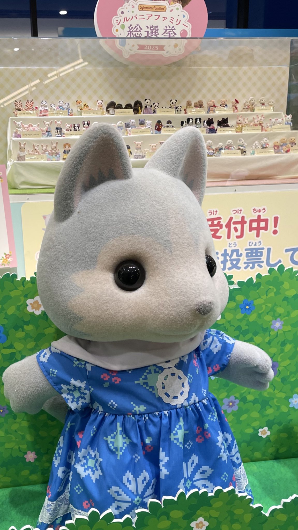 アル✨春爛漫[トイ•プードルファミリーのお花見] お散歩がてら偵察に👀 まだ早かったー🥹 鶴見緑地公園♡紫陽花