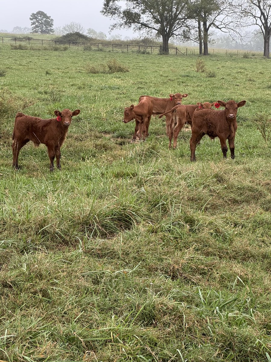 Well nanny went with me to tags some calves.  One of the old cows was sassy, nanny swung her sorting stick and when it went by my nose the writing looked like it was large print.  Nanny turned around and said I almost got that witch.  I said u dang near did.  Didn’t even suspect