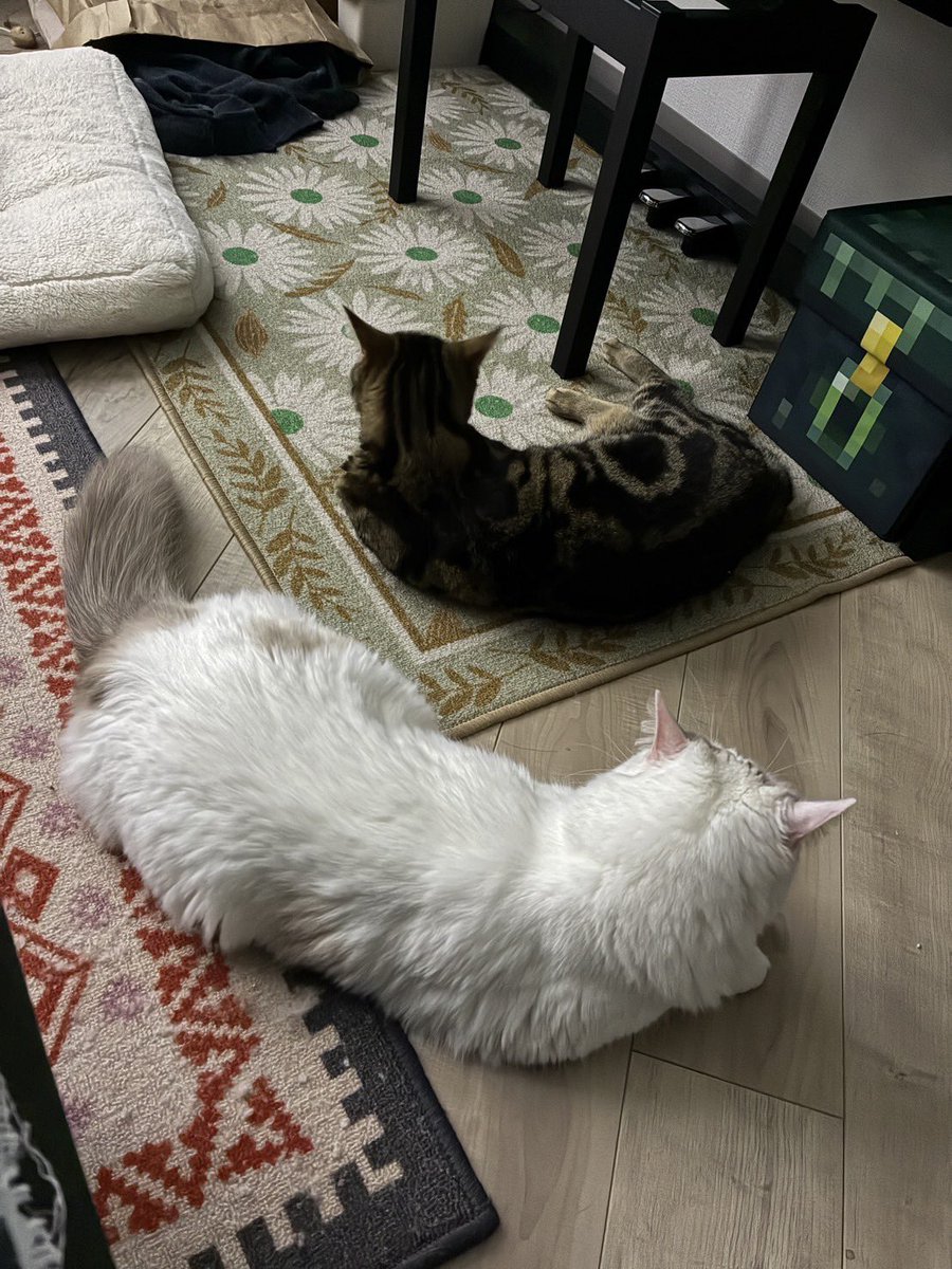 猫が落ちてた もっちりもっふり