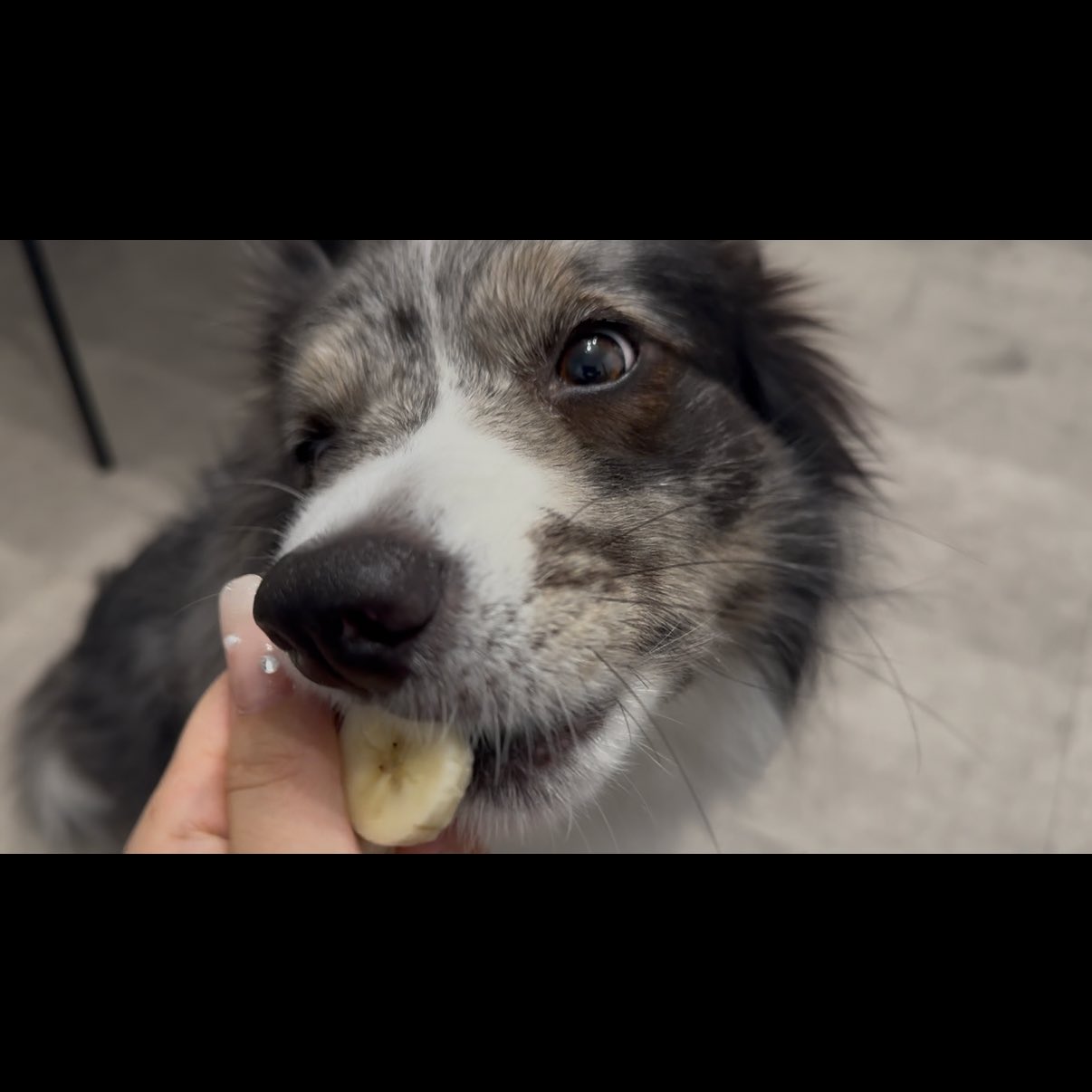 ぴぃちゃんページ ぴちゃん (@pityannn717) / X