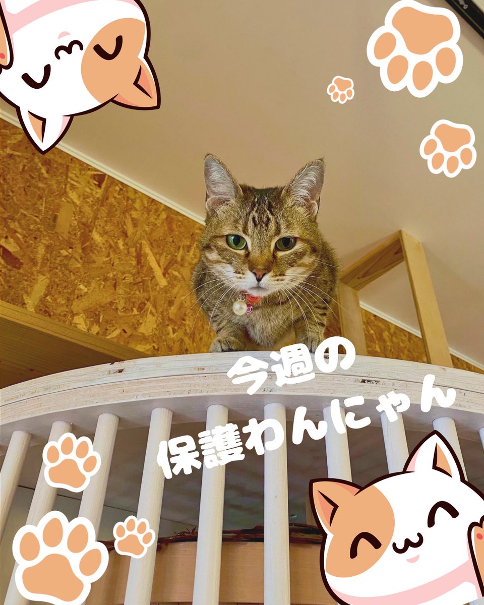 Kigitora（きじとら） (@kigitora_49) / Posts / X