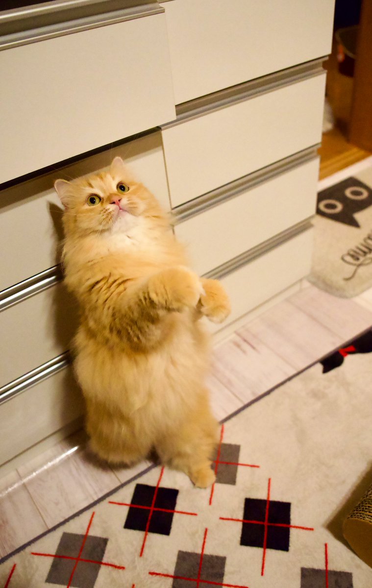 『猫パンチはこうです。』