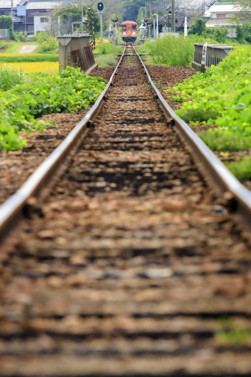 朝晩が涼しくなりましたね😀
秋を撮りに行ってきました😀
北条鉄道と彼岸花です😀
2025.9.29  ＃北条鉄道　＃ローカル線
　＃彼岸花　＃曼珠沙華　＃加西　＃兵庫県