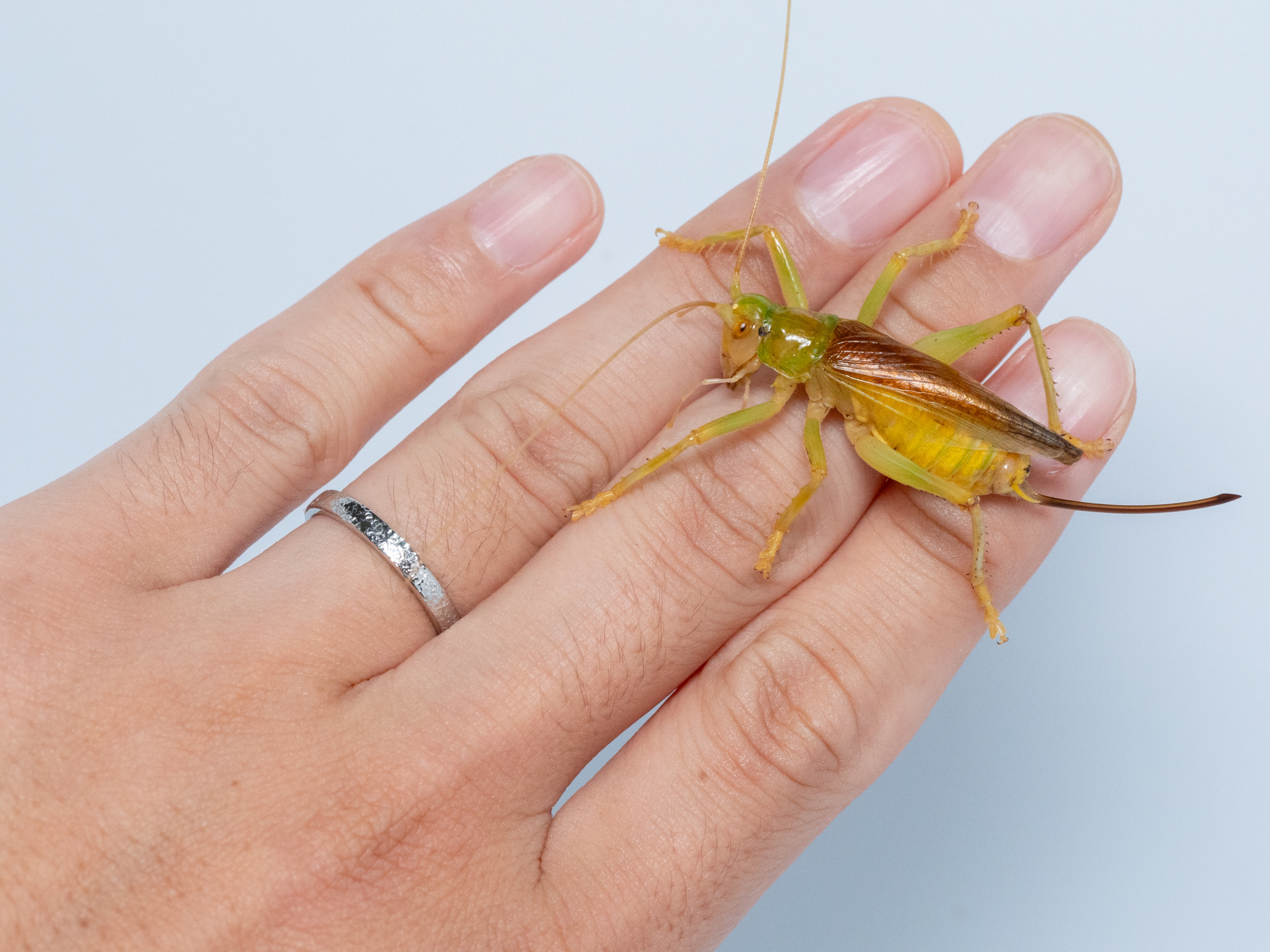 蚕蟲祭 - 蟲神器 富岡製糸場ノ陣』 運営 (@mushixtomioka) / X