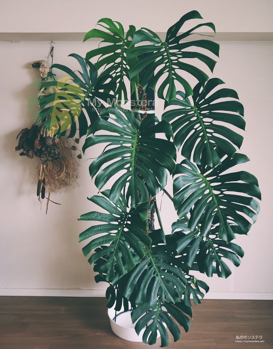 私のモンステラ (@mymonstera) / X