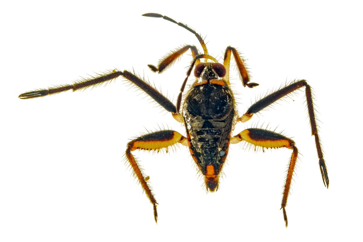 Carlos Lasso tweet media