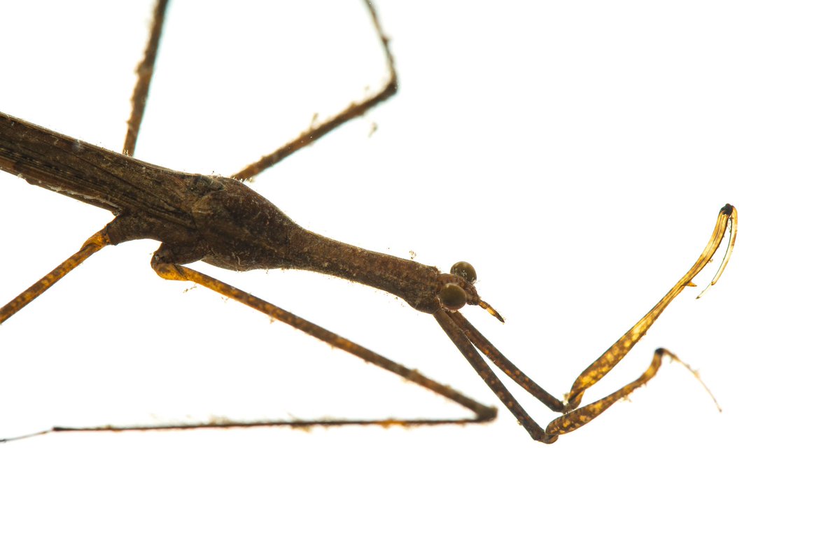 Carlos Lasso tweet media