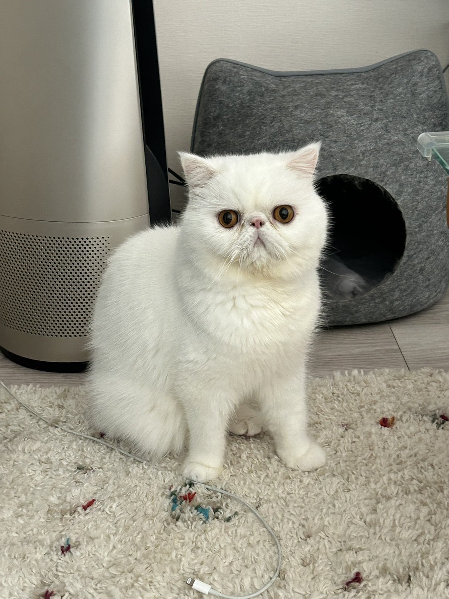 kotekage2011's tweet image. ①襲われてる人の顔
②これから襲う人の顔
③避難
④逃げ切った時の顔