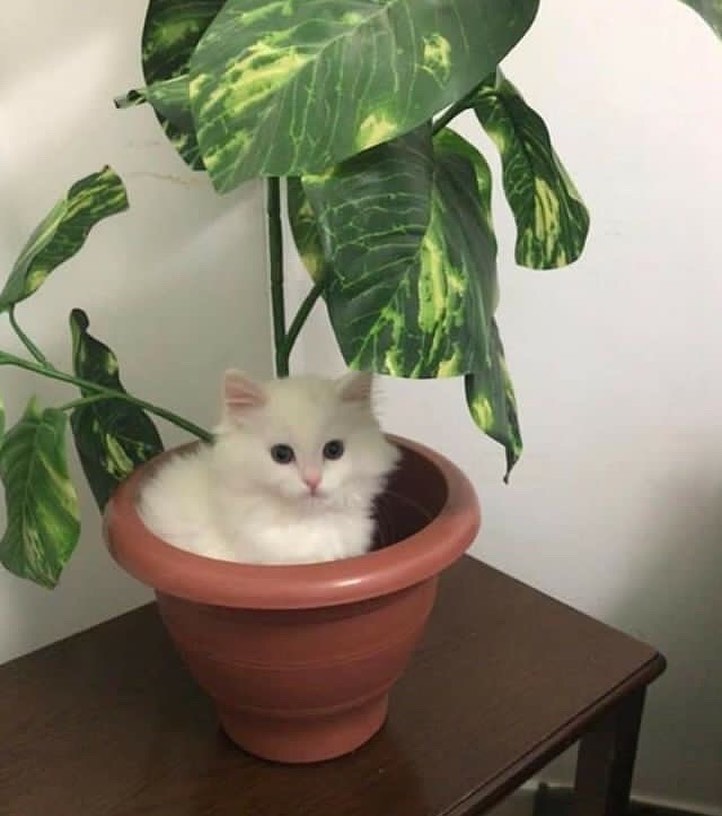 Punch Cat (@punchingcat) on Twitter photo 