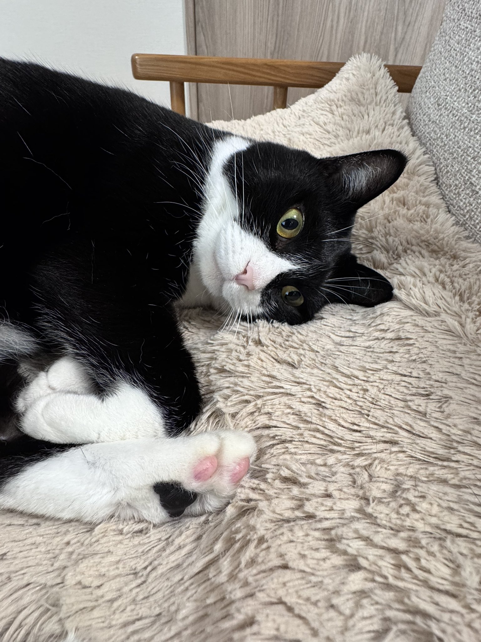 ✧ꫛꫀꪝ✧特大入り✧Tuxedo cat✧✧ハチワレねこ✧コラージュペーパー✧ ✧ꫛꫀꪝ✧特大入り✧Tuxedo cat✧✧ハチワレねこ✧コラージュ