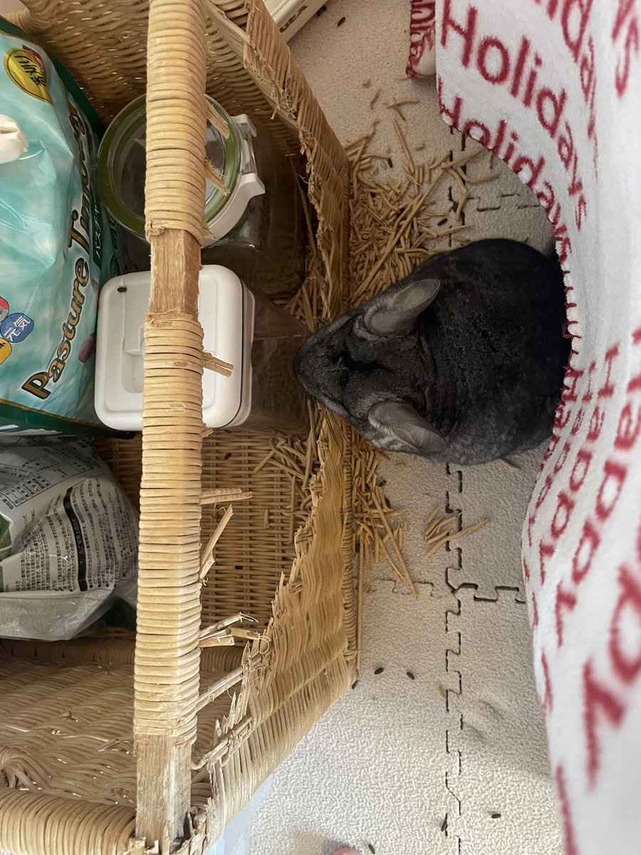 朝から破壊作業で大忙しのランちゃん🐭

おはようございます☀

#チンチラ