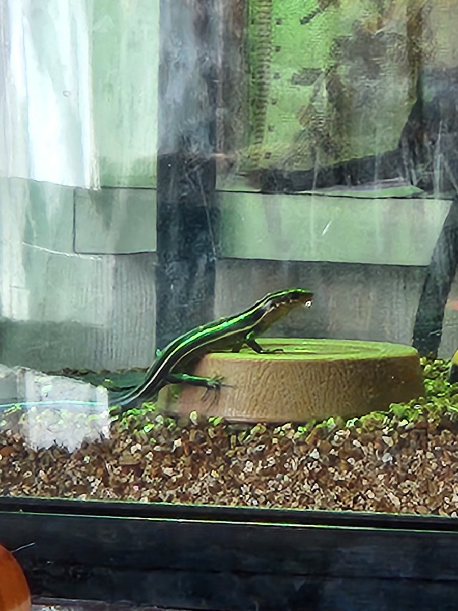 超警戒されてるのでカメラのズーム使って観察🦎