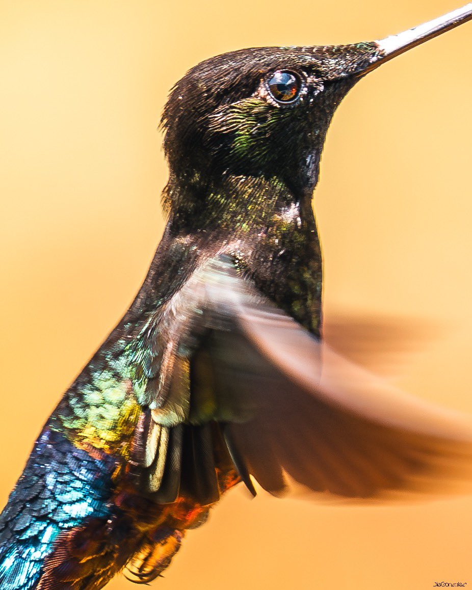 El colibrí no presume, simplemente brilla 💚

#colombia <a href="/colombia_hist/">Historia de Colombia</a> <a href="/colombia_travel/">Colombia Travel</a> <a href="/Colombia/">Colombia</a> <a href="/GodColombiano/">DIOS</a>