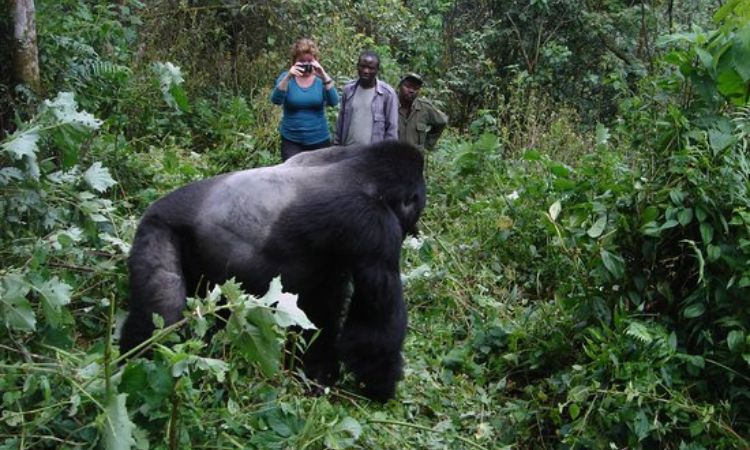 DagizTravel's tweet photo. ⚠️ Primate Trek Safety Tips 🦍

✔️ Stay 7m away
✔️ Follow ranger’s lead
✔️ No flash photos
✔️ Don’t eat near primates
✔️ If charged: crouch, don’t run
✔️ Never touch primates
Respect = Safety + Conservation 🌿
#DagizTravel #UgandaTravelTips https://t.co/8crZ2RivNy