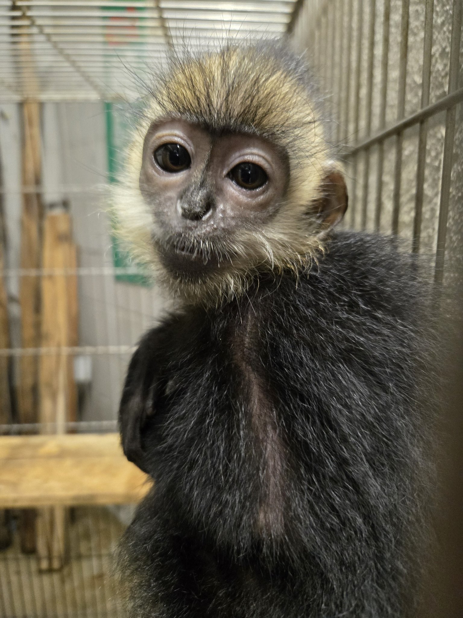 温室・飼育ケース mikaduki Amazon | haoyunjianjiak 爬虫類飼育箱 レプタイルボックス換気