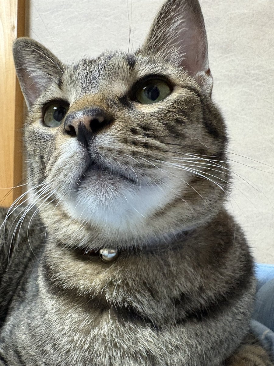 きじねこ キジトラ(ワイルド）24N1WCぬいぐるみ | capeesh |重力に素直な