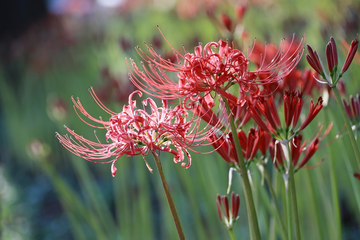 QbqWtAudf36HT2V's tweet image. 彼岸花、その2
#EOSR6mark2
#彼岸花 
#Canon 
#権現堂公園