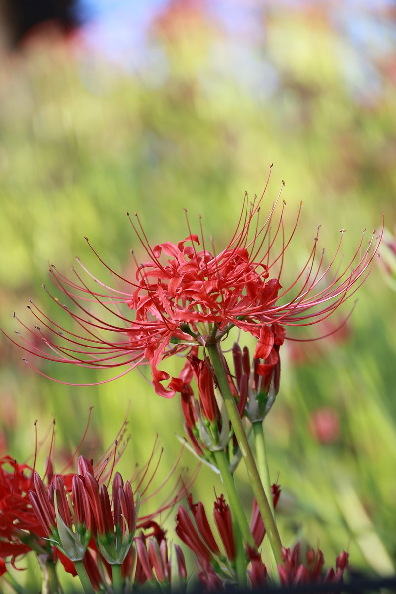 QbqWtAudf36HT2V's tweet image. 彼岸花、その2
#EOSR6mark2
#彼岸花 
#Canon 
#権現堂公園