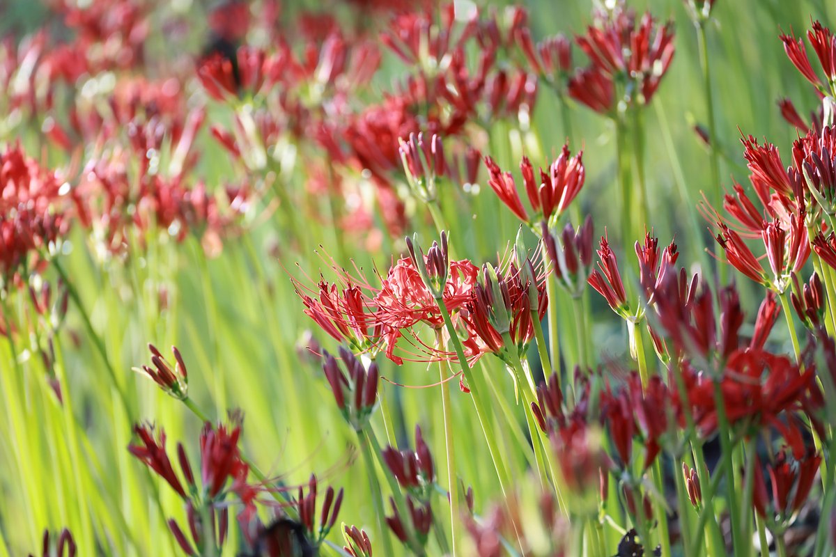 QbqWtAudf36HT2V's tweet image. 彼岸花、その2
#EOSR6mark2
#彼岸花 
#Canon 
#権現堂公園