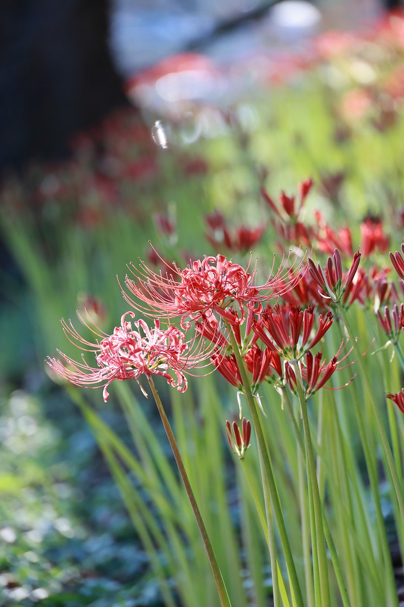 QbqWtAudf36HT2V's tweet image. 彼岸花、その2
#EOSR6mark2
#彼岸花 
#Canon 
#権現堂公園