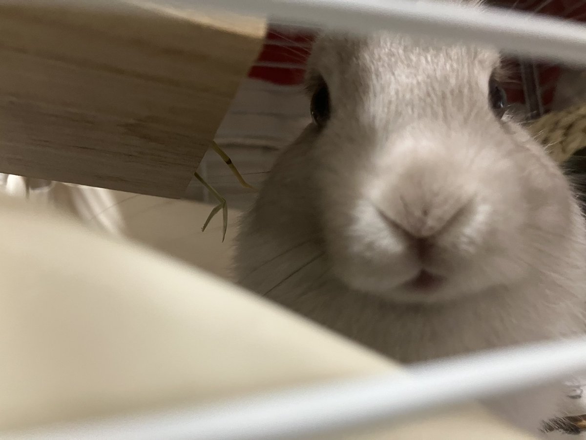 っ ̫ ‹ ᐝ tweet media