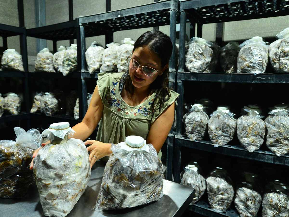 elsalvadorcom's tweet photo. #DineroYNegocios #Galería | En Los Planes de Renderos, San Salvador Sur, nació un emprendimiento que apuesta por el cultivo local del hongo ostra (Pleurotus ostreatus), adaptando técnicas internacionales a condiciones salvadoreñas. 🍄

👉 Leé la nota completa aquí: https://t.co/j6Y72MaQDN
