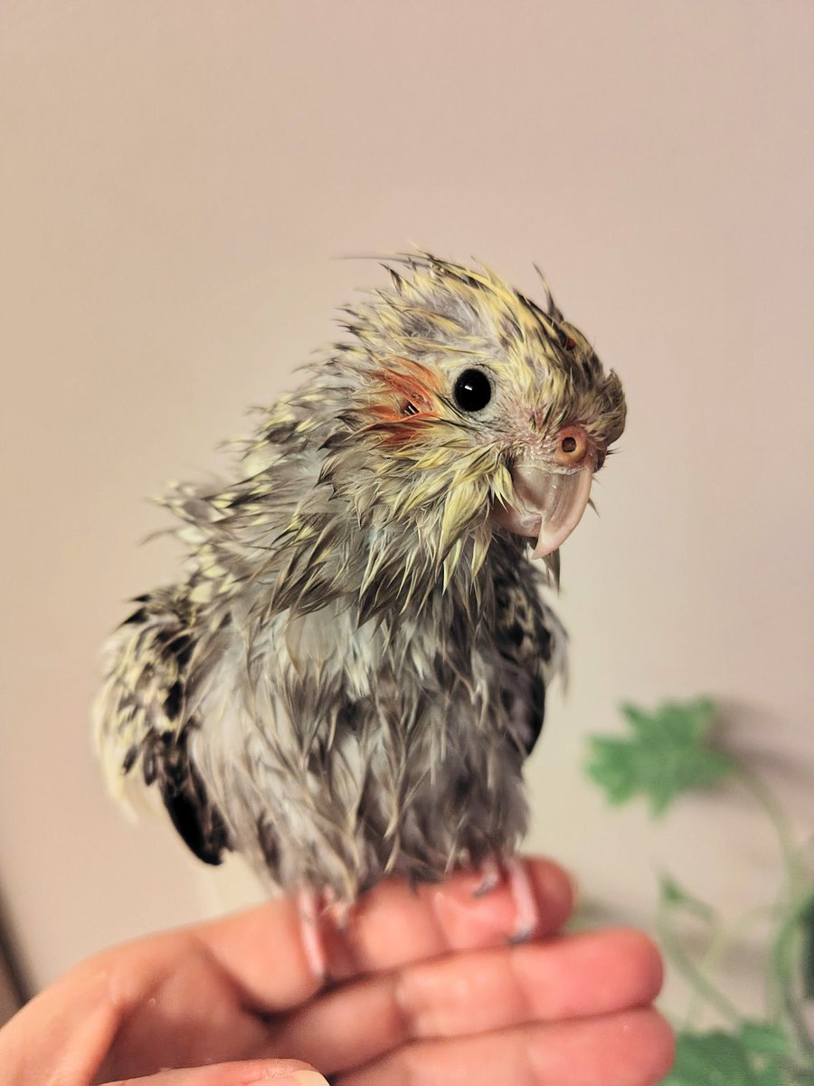 オカメインコ - Search / X