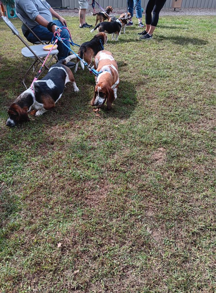 The B.O.N.E.S. Beagle Bash 2025 is a wrap! 🎉
A huge thanks to Robin Winer Brousseau for the incredible planning &amp; hard work! AND to all of our amazing volunteers—for working booths, setting up, &amp; donating your time, energy, and skills. You made it a huge success! 🐾❤️#BeagleBash