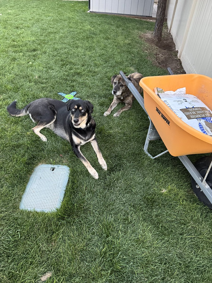 The boys are none too happy that I’m ruining all of their hard work.