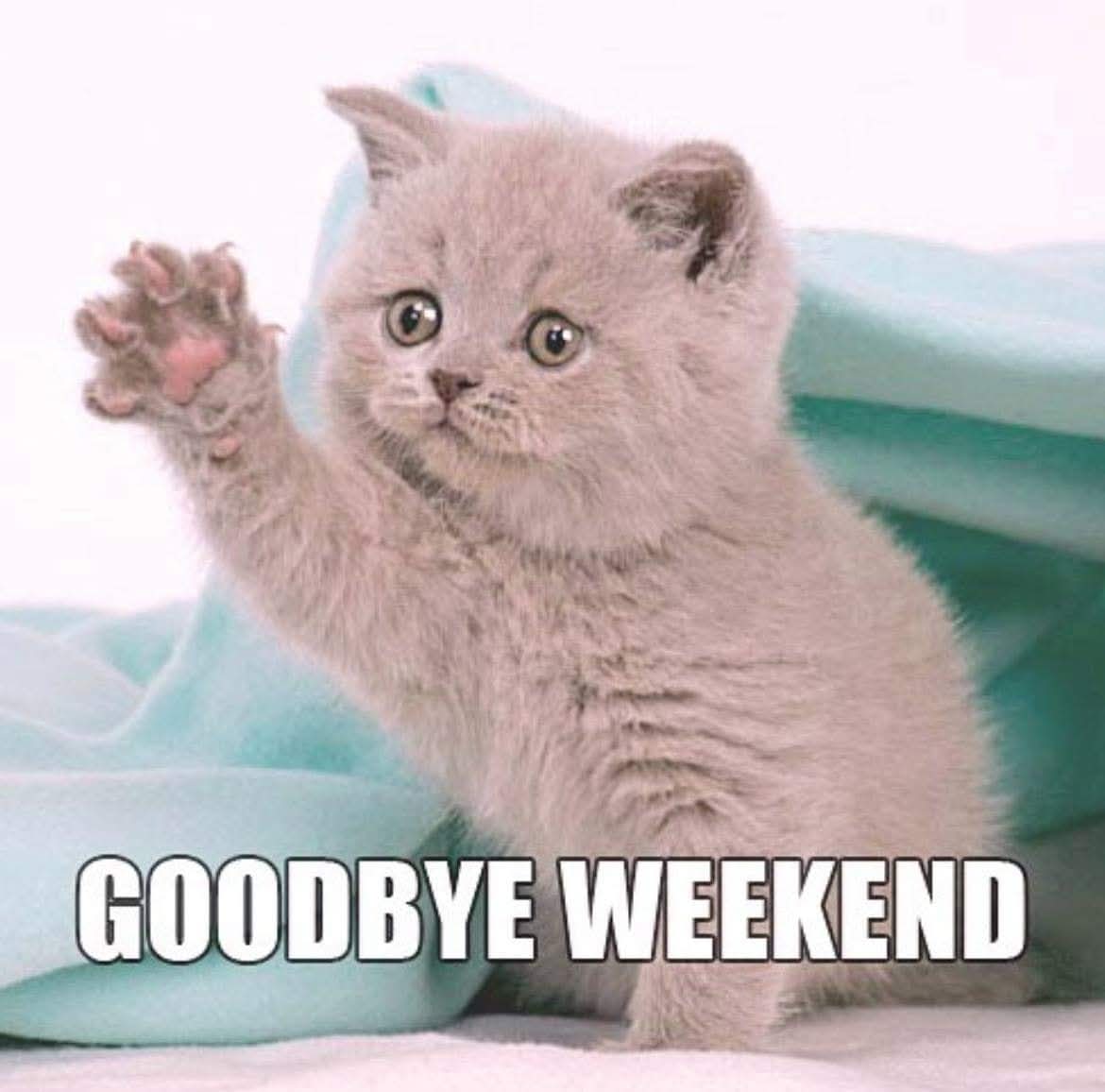 budavetcare's tweet image. #BudaVetCare #BVC #GoodbyeWeekend #SundayFunday #ByeBye #tilwemeetagain
