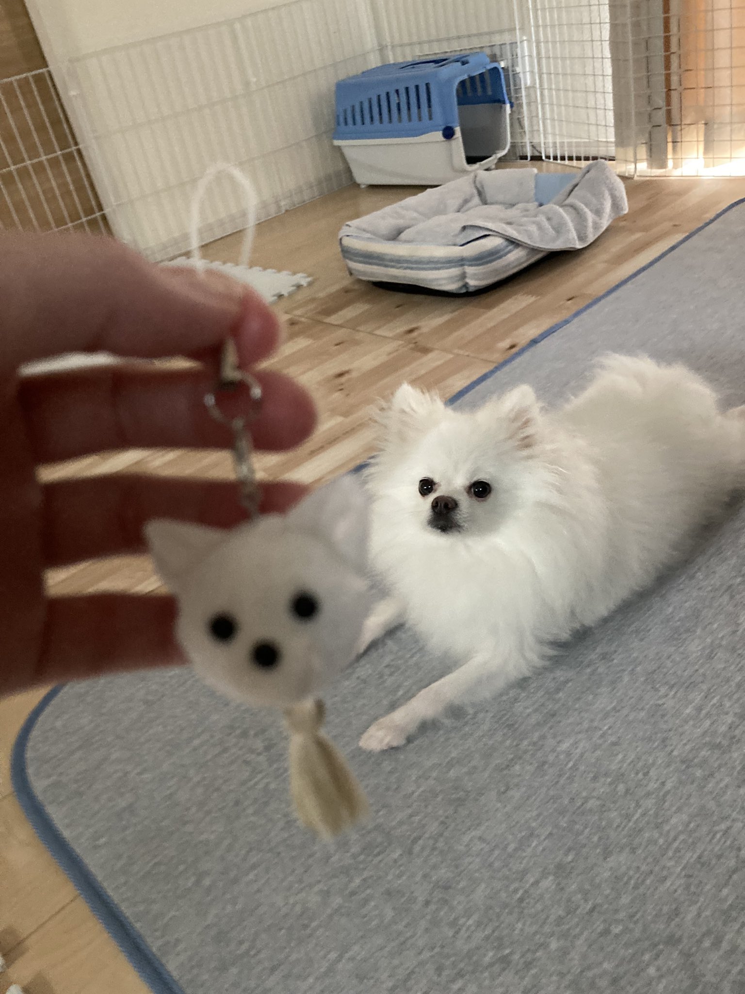 ハンドメイド　オーダー受付ページ　　♡お仕事　ポメラニアン　パネル♡ ハンドメイド オーダー受付ページ ♡ポメラニアン パネル♡