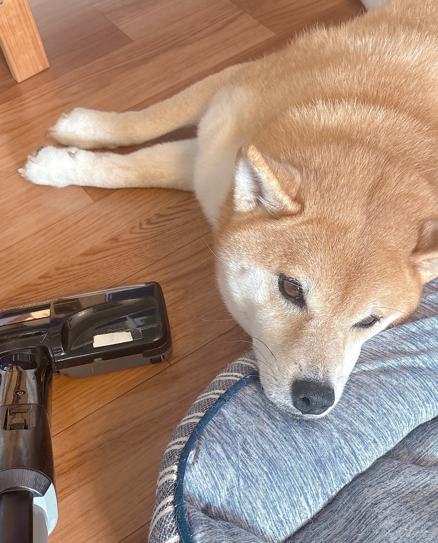 柴犬むぎ (@shiba_inu_mugi) / X