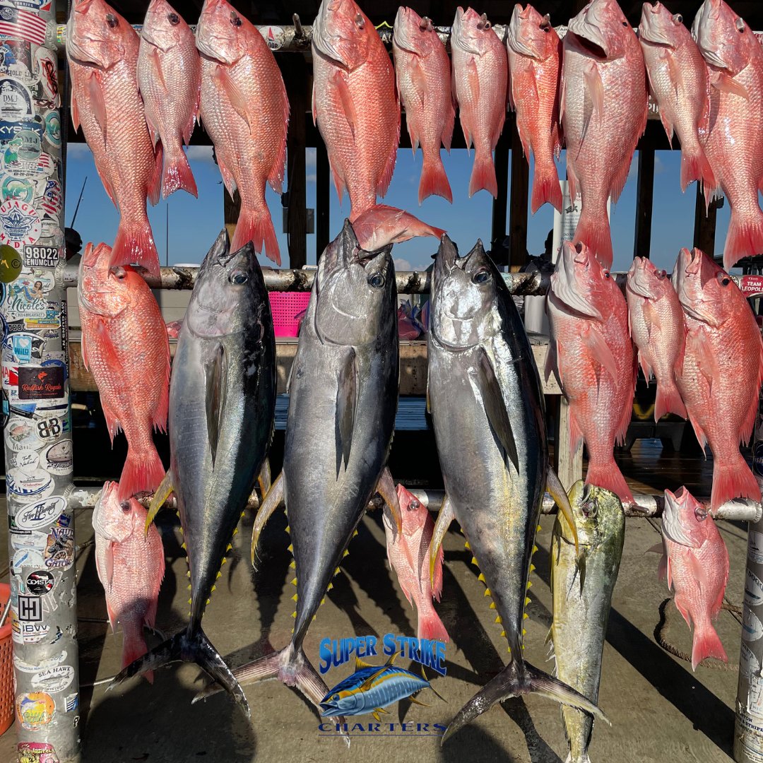 DPMSSC's tweet photo. The Scott crew from North Carolina wrapped up their 4-day trip with Captain Bob offshore π£ π 3 yellowfin tuna, mahi-mahi & 18 red snapper to finish strong! ππ
Book your adventure: https://t.co/PFnuttTKoo | 985-640-0772
#SuperStrikeCharters #OffshoreFishing #VeniceLA https://t.co/AJLxaYdJfX