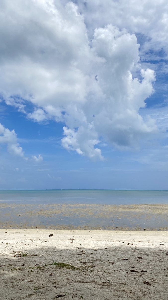 sunfleurst's tweet image. My life outside twitter🍃🏝️