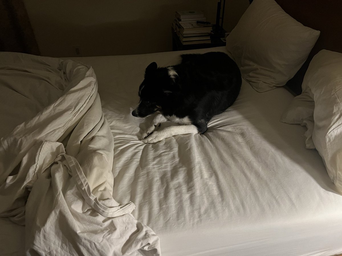 Tonight’s Turndown!  I know Dad’s away, but we’re both thinking of him and his side. #dogsoftwitter #twitterdogcommunity #bordercollie