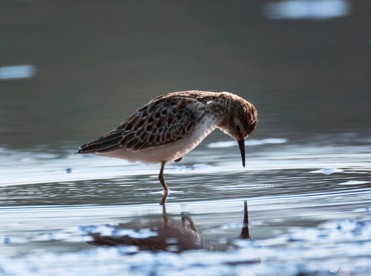 Least sandpiper sanding on one leg.
#birdphotography 
#birding