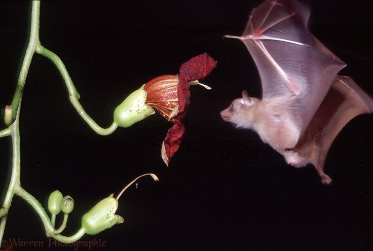 LilyL1liescry's tweet image. ᶻ 𝗓 𐰁 .ᐟ
 Helloo!! I&apos;m lily and I&apos;m kinda new at the agere/petere world!!
PLEASE INTERACT!!!⋮ ⌗ ┆🍰

╰┈➤ #iwtvtwt #sherlocktwt #journaltwt #hannibaltwt #sanriotwt;
╰┈➤ interactive persons (I LOVE THAAAT!!!

pls do not be afraid of me!! I don&apos;t biiite (much muahahaha