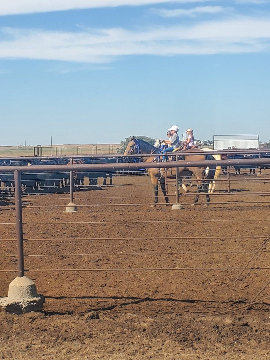 BoxKRanch tweet media