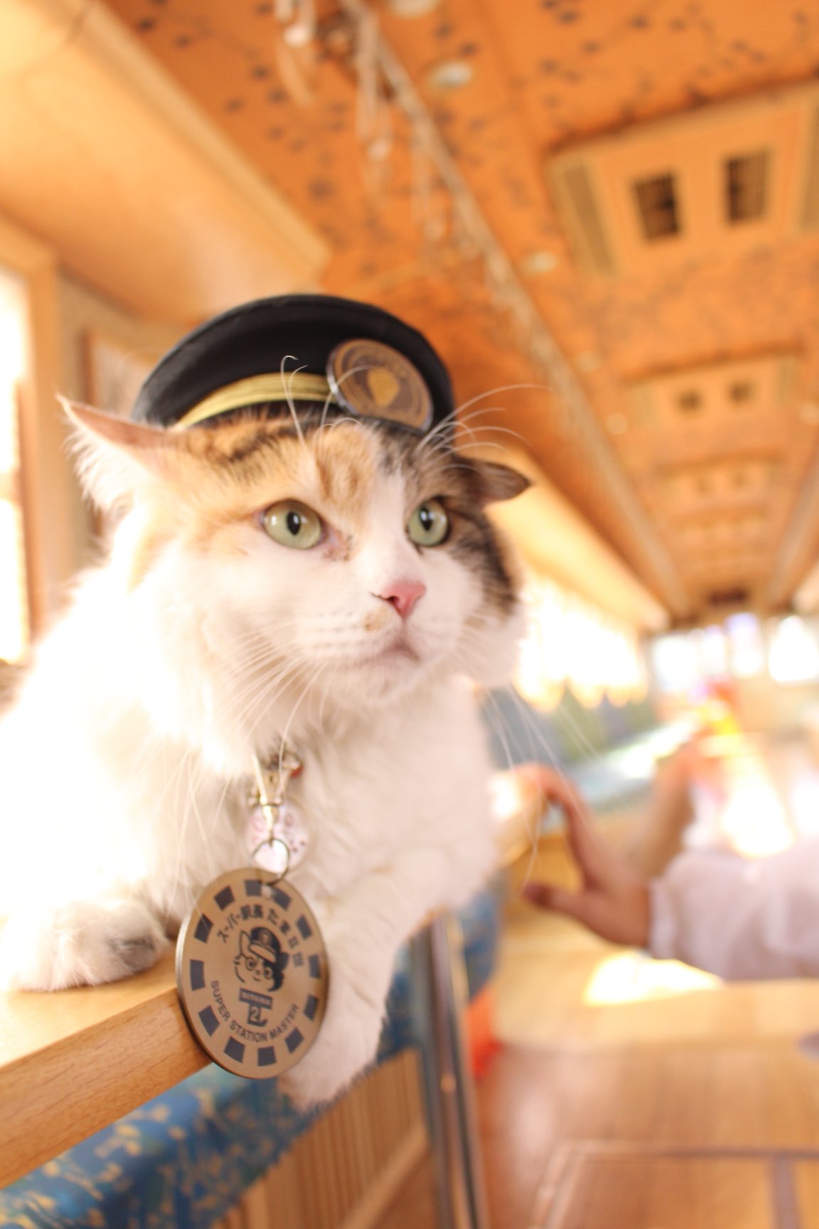 たま駅長 福を招く三毛猫「ごたま