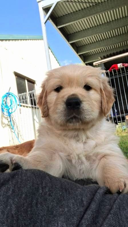 puppies (@animalsvideoss) on Twitter photo 