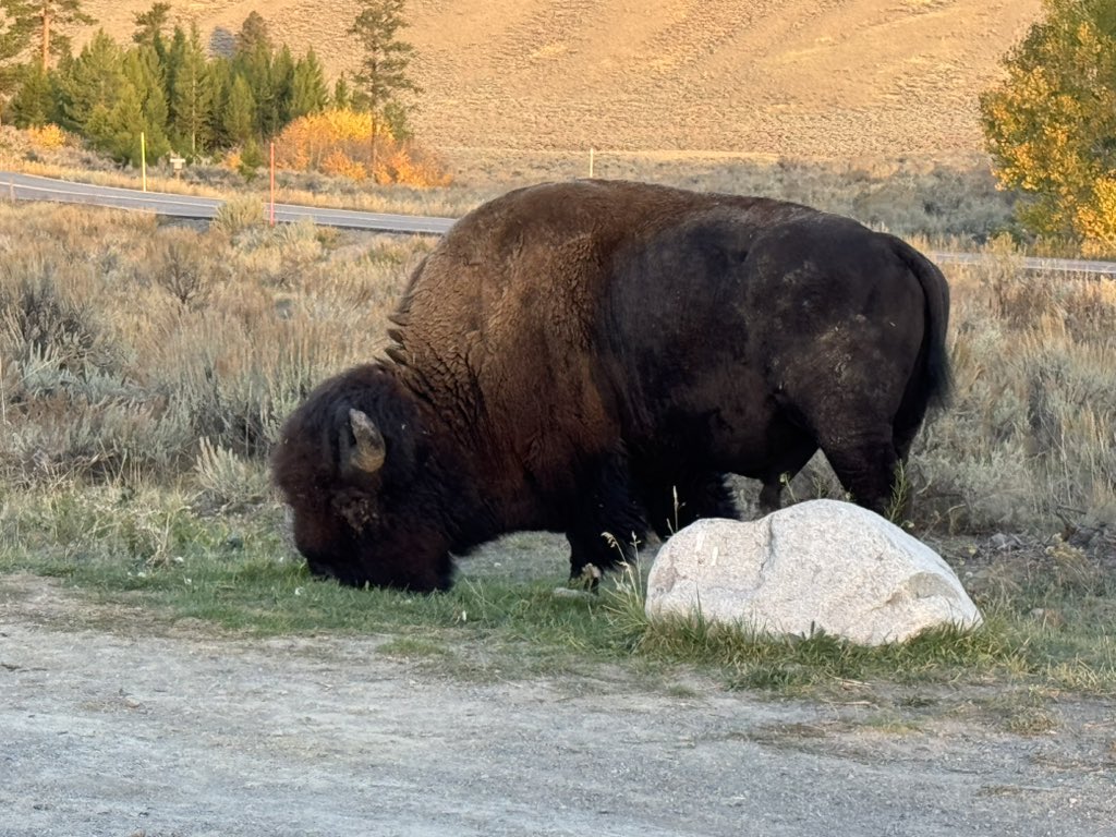 MappingThePath's tweet image. We did a private wildlife photography tour today focused on the Lamar Valley in @YellowstoneNPS. Hundreds of bison, dozens of elk, a pack of 8 wolves, a grizzly, a black bear, three mountain goats, several pronghorn, several mule deer, a couple of trumpeter swans, and a coyote