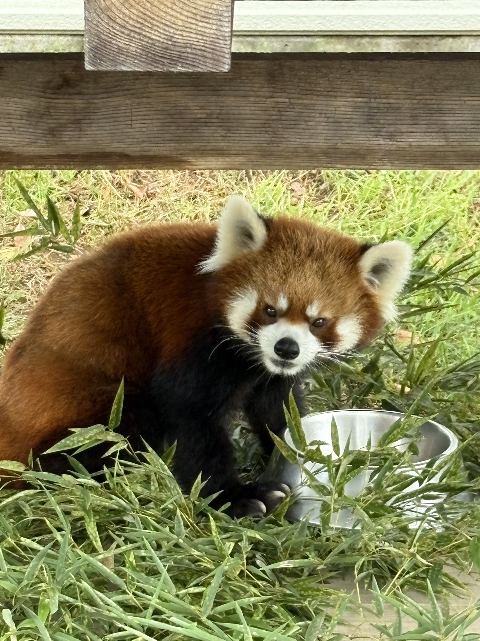 【レッサーパンダ】【2点まとめ】 hq720.jpg?sqp=-